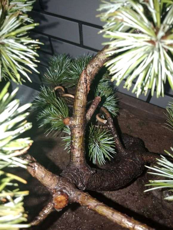 五针松下山桩是干成这样 是不是要死了