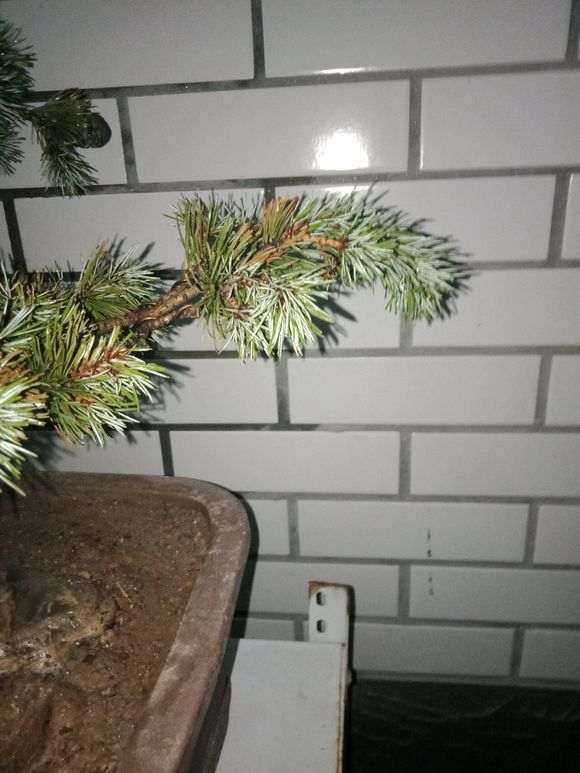 五针松下山桩是干成这样 是不是要死了