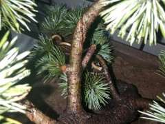 五针松下山桩是干成这样 是不是要死了