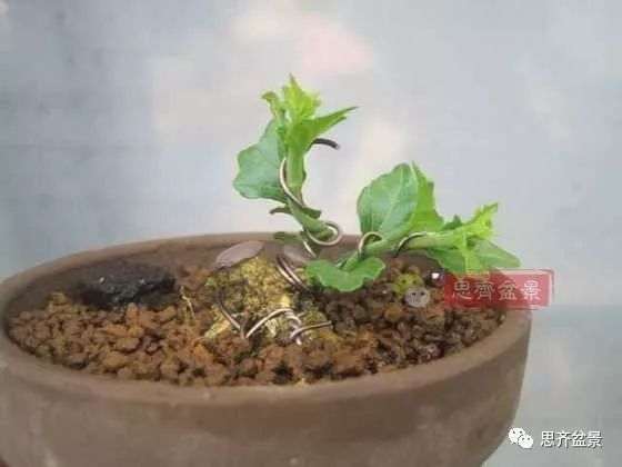 微型香枫矮霸下山桩怎么制作盆景