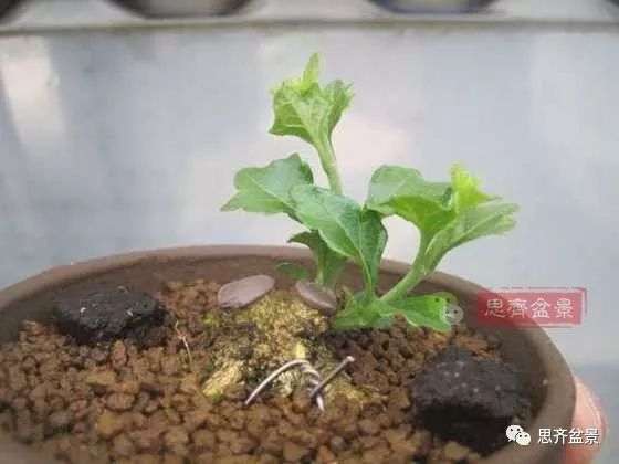 微型香枫矮霸下山桩怎么制作盆景