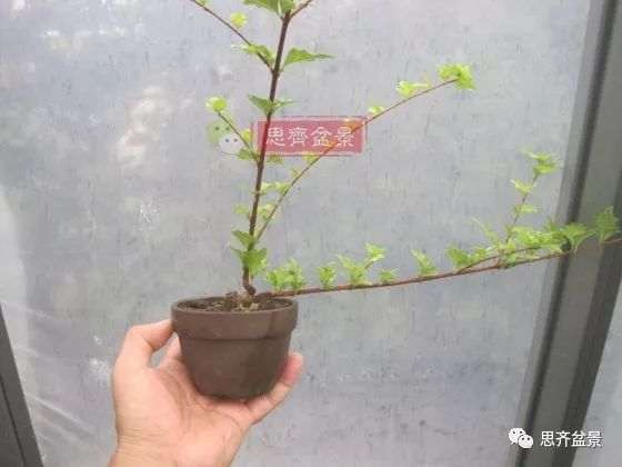 微型香枫矮霸下山桩怎么制作盆景