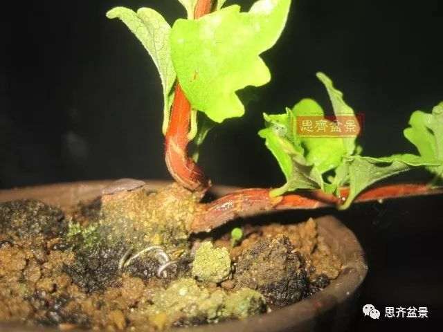 微型香枫矮霸下山桩怎么制作盆景