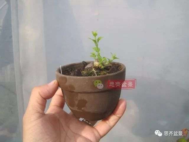 微型香枫矮霸下山桩怎么制作盆景