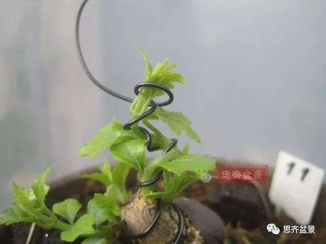 微型香枫矮霸下山桩怎么制作盆景