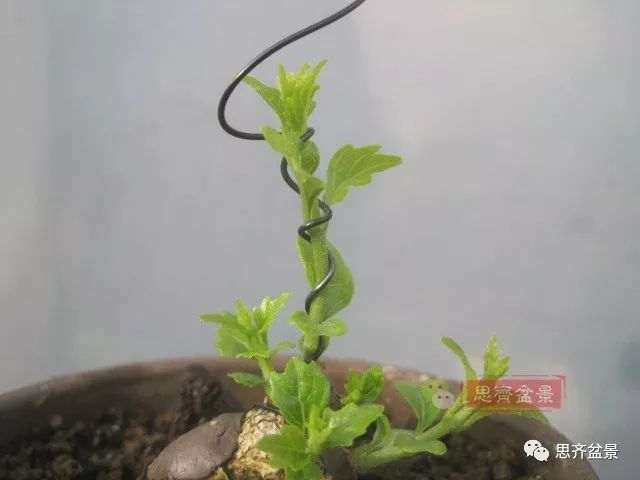 微型香枫矮霸下山桩怎么制作盆景