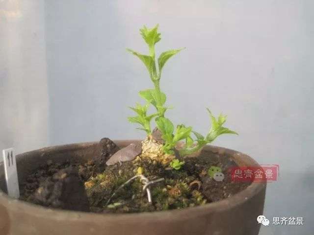 微型香枫矮霸下山桩怎么制作盆景