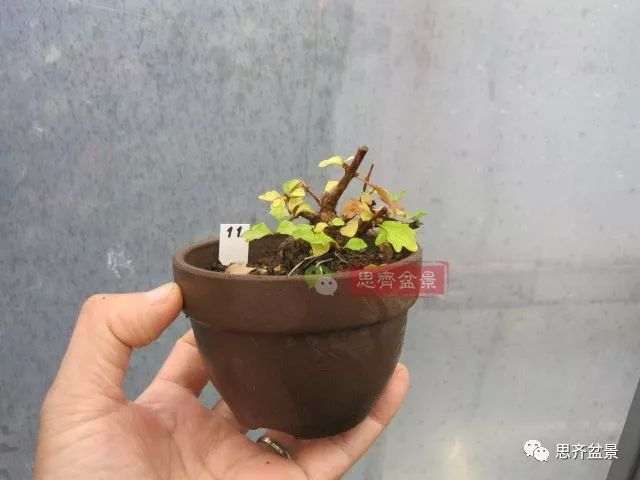 微型香枫矮霸下山桩怎么制作盆景