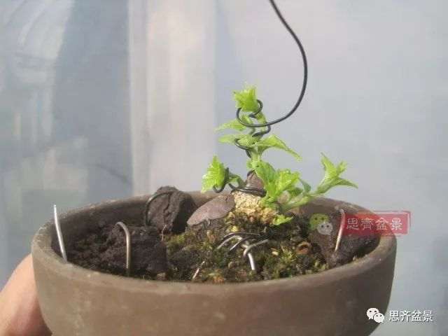 微型香枫矮霸下山桩怎么制作盆景