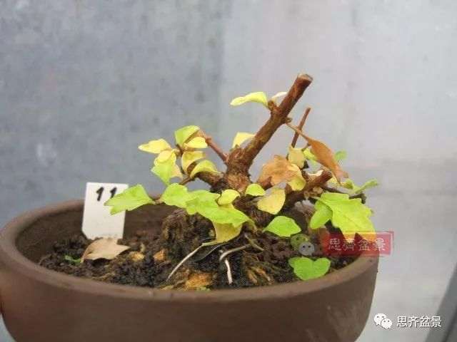 微型香枫矮霸下山桩怎么制作盆景