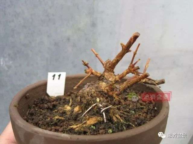 微型香枫矮霸下山桩怎么制作盆景