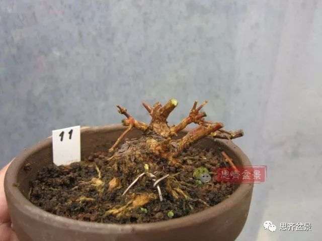 微型香枫矮霸下山桩怎么制作盆景