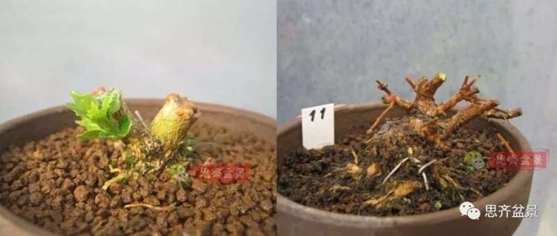 微型香枫矮霸下山桩怎么制作盆景