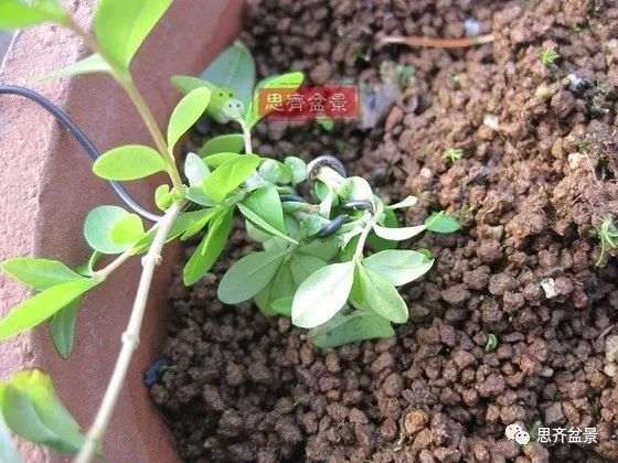 水蜡苗怎么扦插成盆景的方法