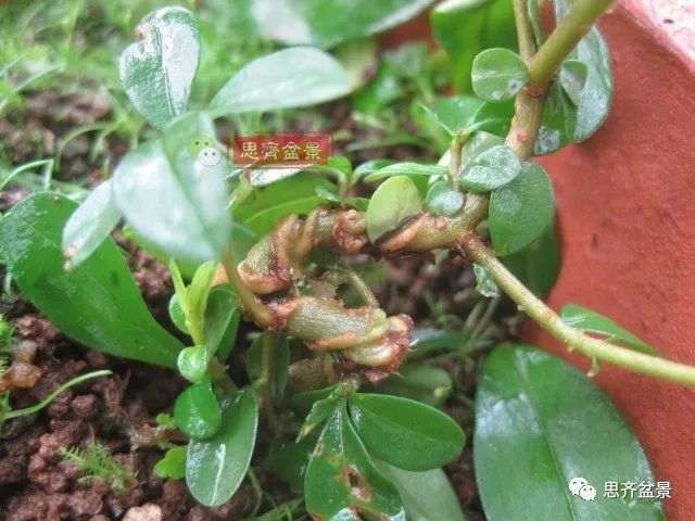 水蜡苗怎么扦插成盆景的方法