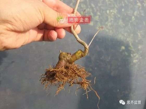 水蜡苗怎么扦插成盆景的方法