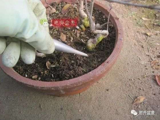 水蜡苗怎么扦插成盆景的方法