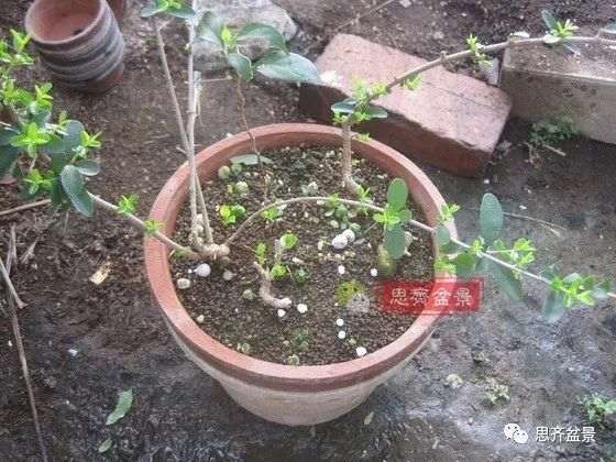 水蜡苗怎么扦插成盆景的方法