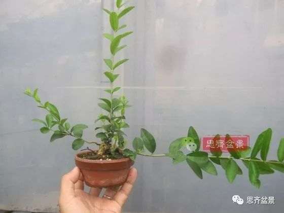 水蜡苗怎么扦插成盆景的方法