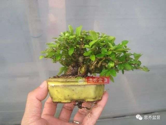 水蜡苗怎么扦插成盆景的方法