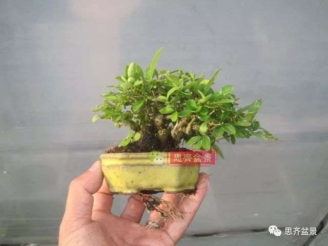 水蜡苗怎么扦插成盆景的方法