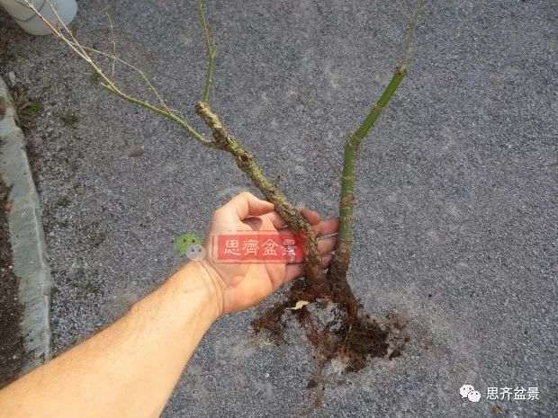 小品红枫下山桩怎么高压成盆景