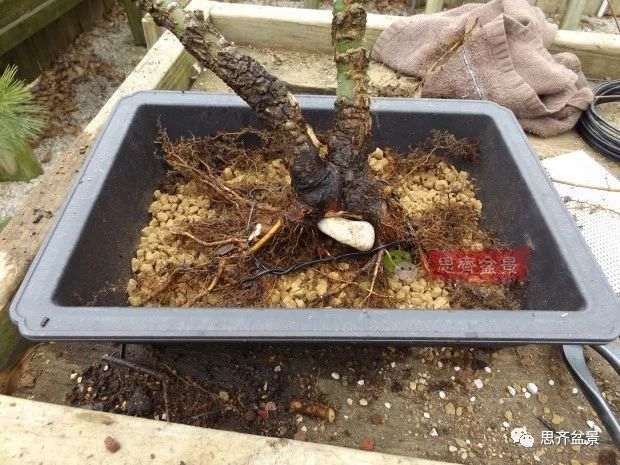 小品红枫下山桩怎么高压成盆景