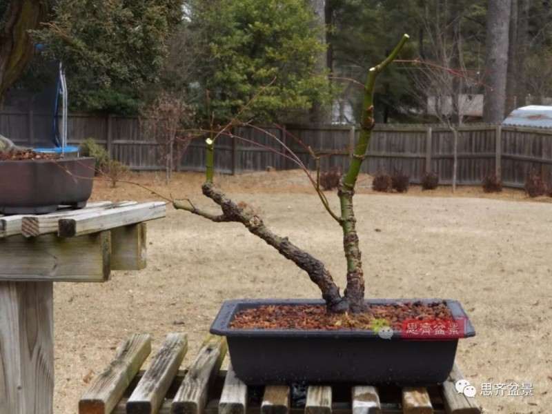 图解 小品红枫下山桩怎么高压成盆景