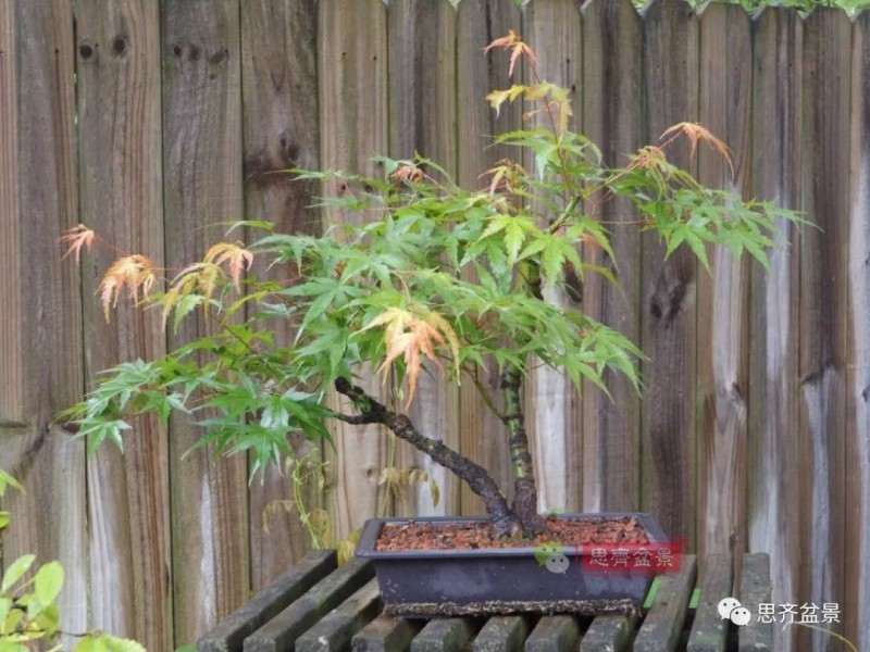 图解 小品红枫下山桩怎么高压成盆景