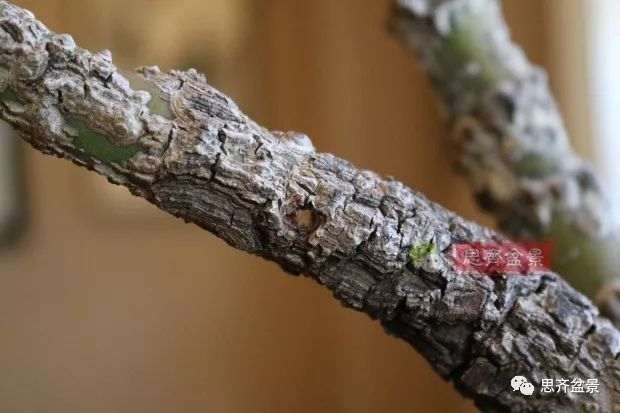 图解 小品红枫下山桩怎么高压成盆景