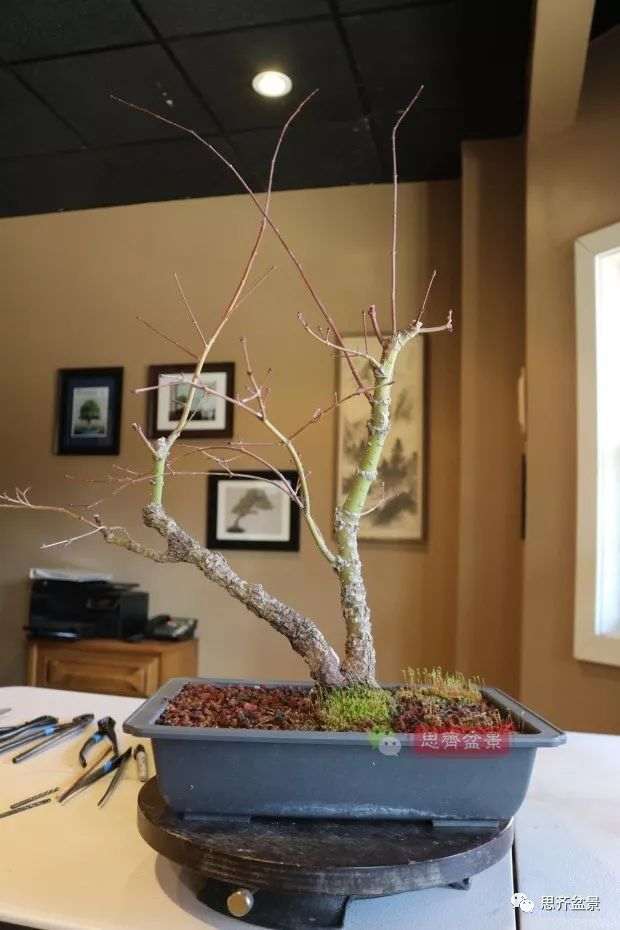 图解 小品红枫下山桩怎么高压成盆景