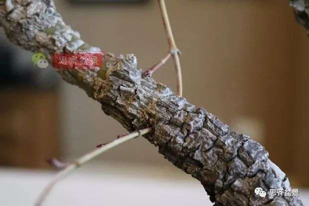 图解 小品红枫下山桩怎么高压成盆景