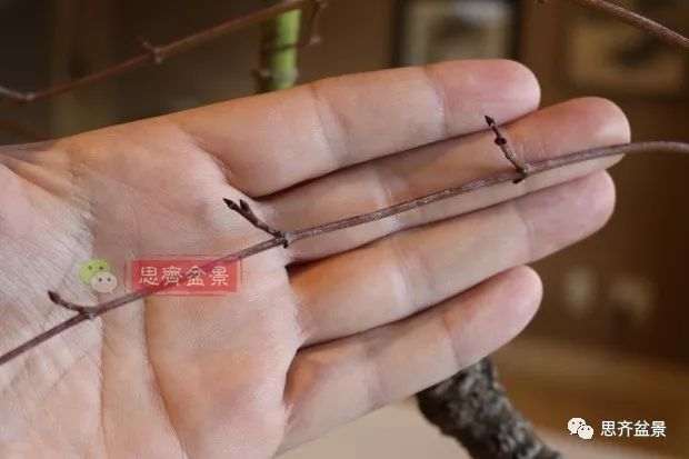 图解 小品红枫下山桩怎么高压成盆景