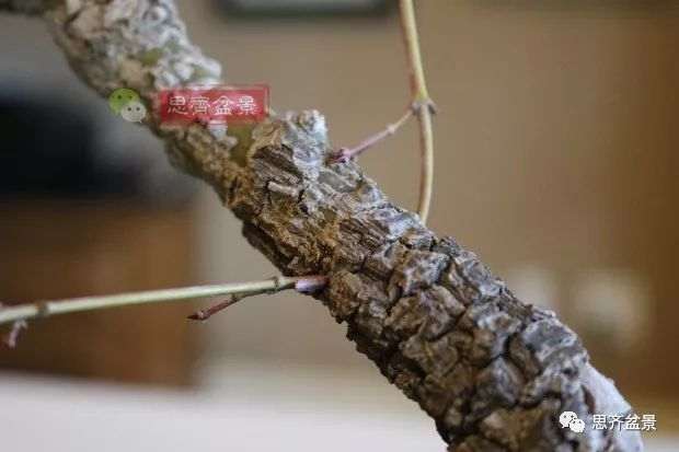 图解 小品红枫下山桩怎么高压成盆景