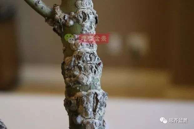 图解 小品红枫下山桩怎么高压成盆景