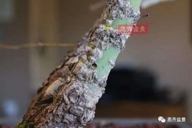 图解 小品红枫下山桩怎么高压成盆景