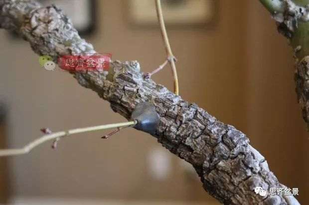 图解 小品红枫下山桩怎么高压成盆景