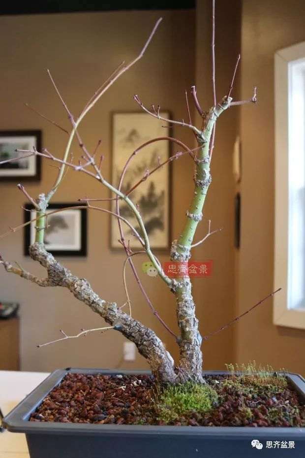 图解 小品红枫下山桩怎么高压成盆景