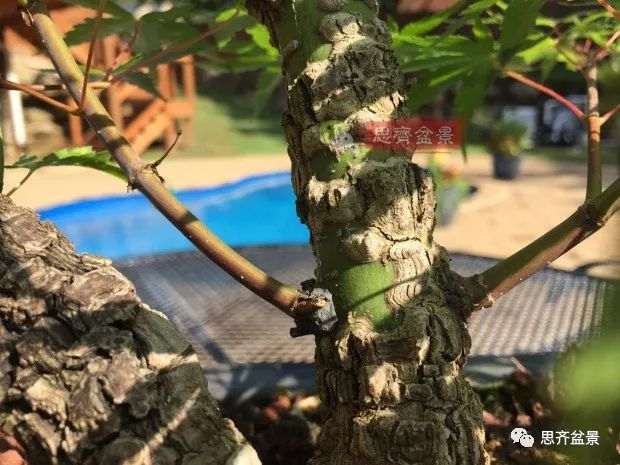 图解 小品红枫下山桩怎么高压成盆景