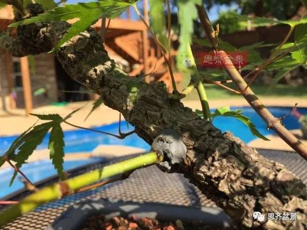 图解 小品红枫下山桩怎么高压成盆景