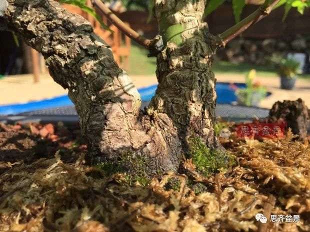 图解 小品红枫下山桩怎么高压成盆景