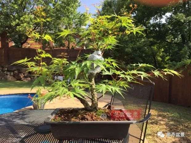 图解 小品红枫下山桩怎么高压成盆景