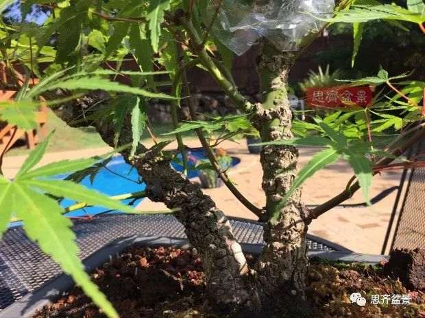 图解 小品红枫下山桩怎么高压成盆景