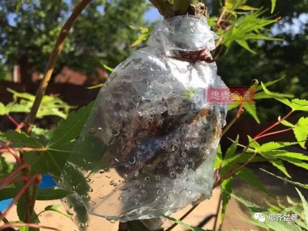 图解 小品红枫下山桩怎么高压成盆景