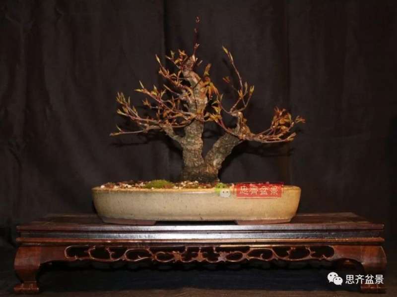 图解 小品红枫下山桩怎么高压成盆景