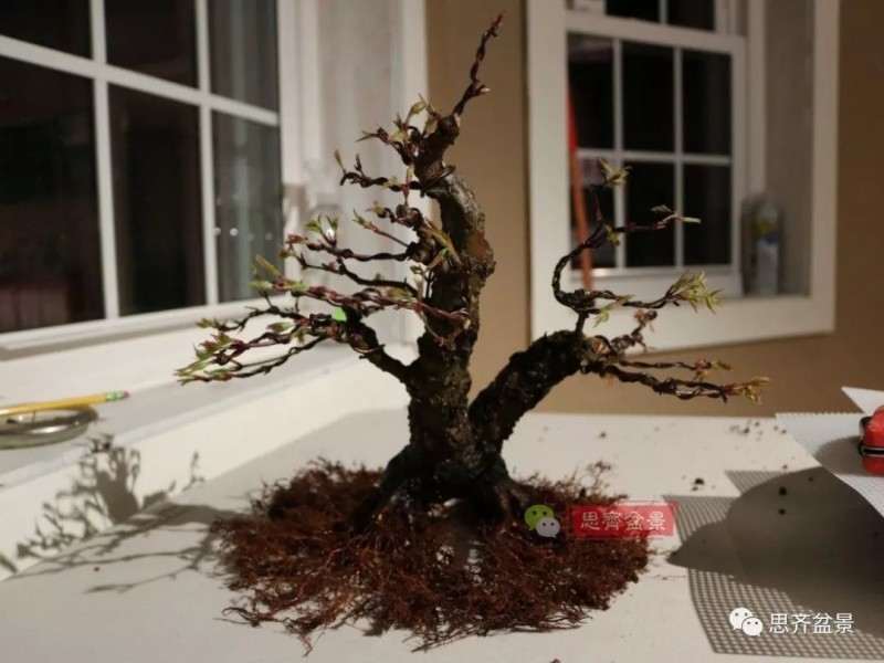 图解 小品红枫下山桩怎么高压成盆景