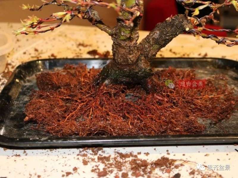 图解 小品红枫下山桩怎么高压成盆景