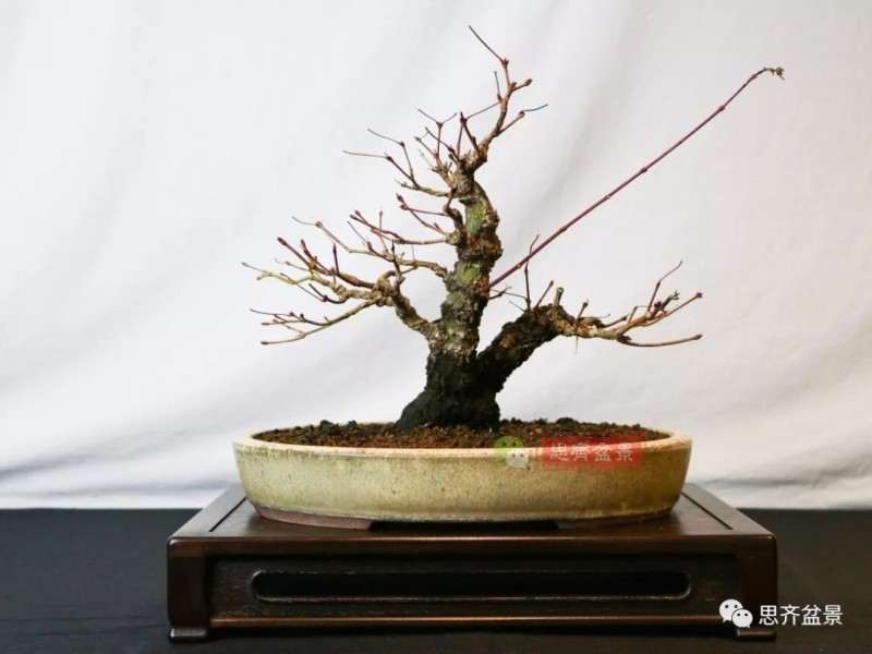 图解 小品红枫下山桩怎么高压成盆景