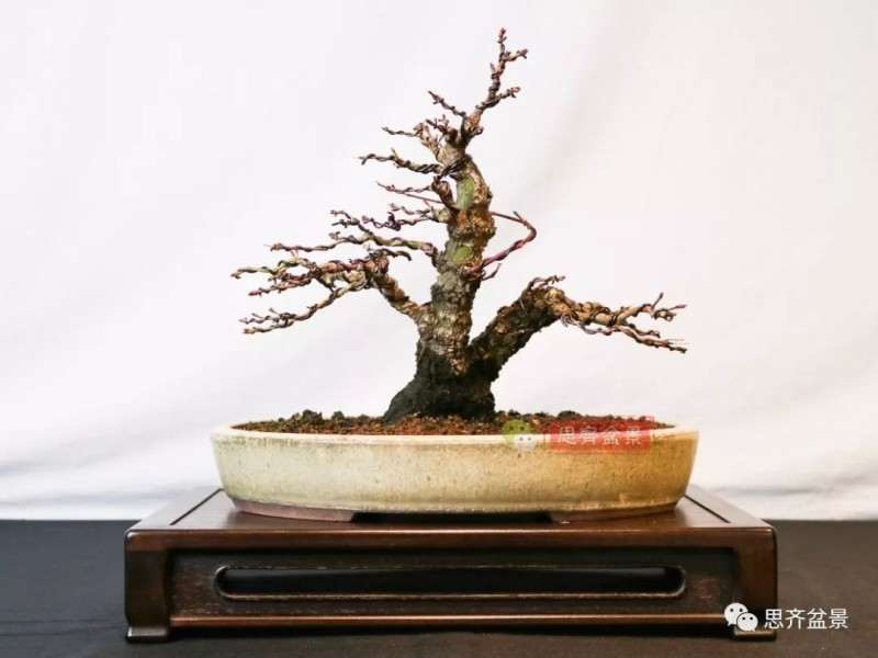 图解 小品红枫下山桩怎么高压成盆景