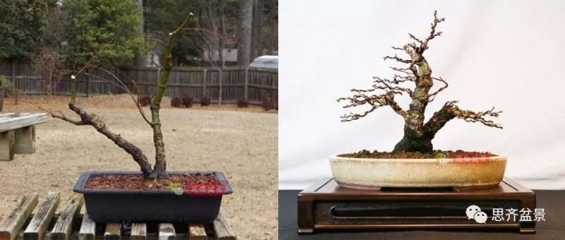 图解 小品红枫下山桩怎么高压成盆景